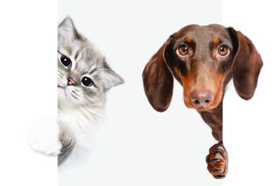 Sticker  Chat et teckel sur fond blanc