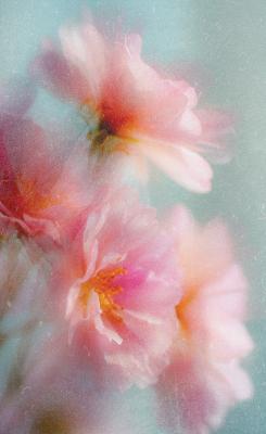 Sticker  Photo floue de fleurs de cerisier