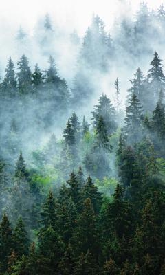 Sticker  Forêt de conifères dense enveloppée de brume