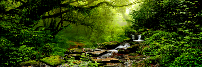 Tableau  The Fairytale Forest