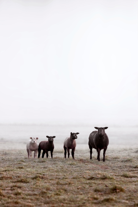 Tableau  Friends in the Morning (1 Part) Vertical