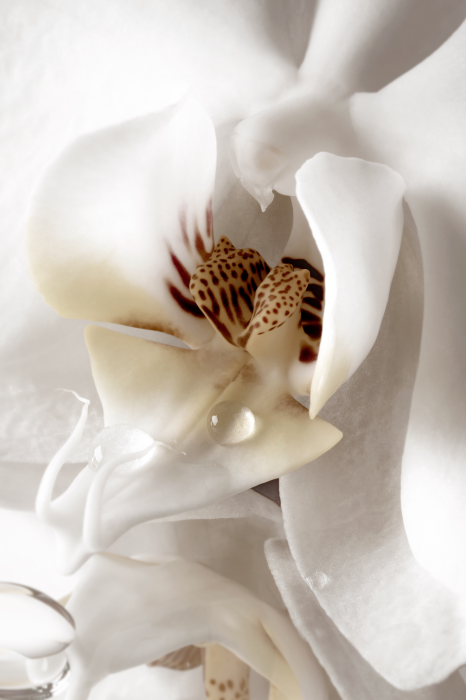 Tableau  Drop Of Dreams (1 Part) Vertical