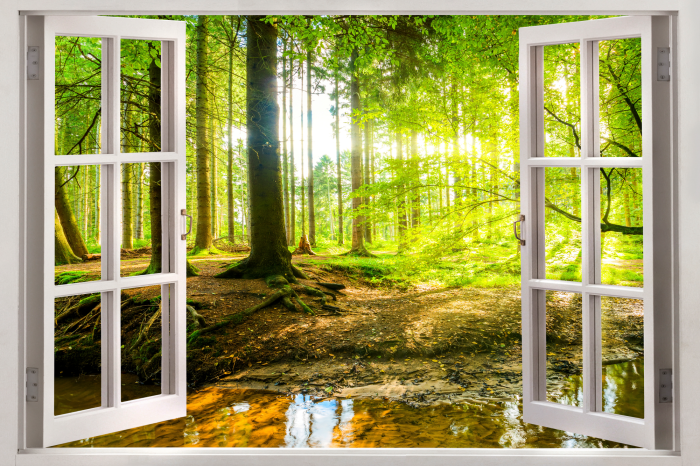 Tableau  Window: View on Forest