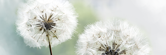 Tableau  Romantic Summer