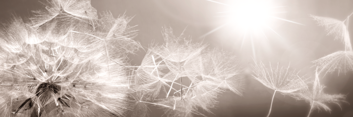 Tableau  Summer Dandelions