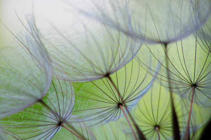 Tableau  Dandelion in the wind