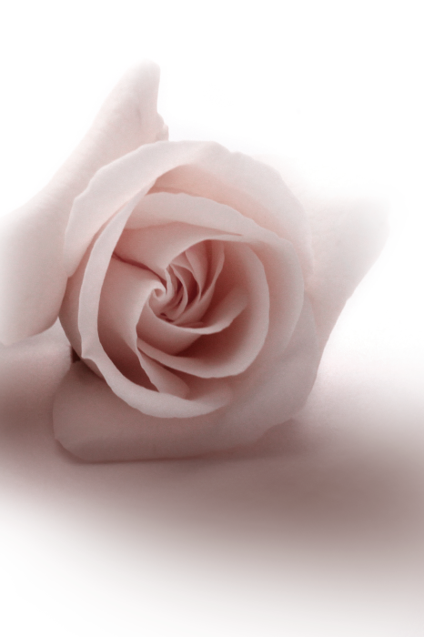Tableau  Floral Glamour Glow (1-part) - Delicate and Pastel Pink Rose