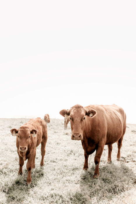 Tableau  Mother and Calf (1 Part) Vertical