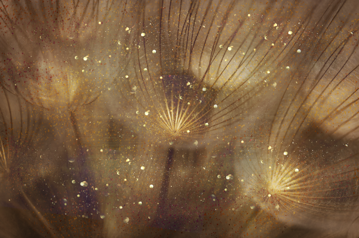 Tableau  Golden Dandelions (1 Part) Wide