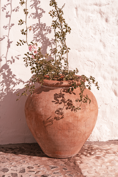 Tableau  Un pot en terre cuite avec une plante délicate