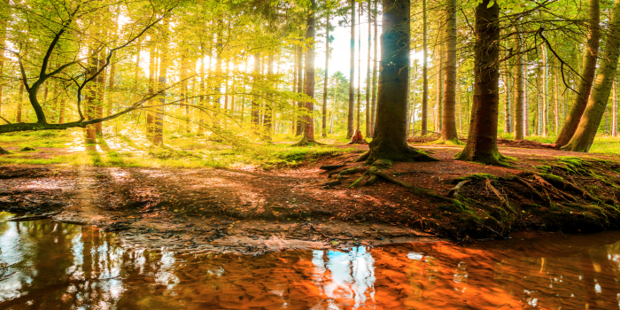 Tableau  Autumnal Reverie