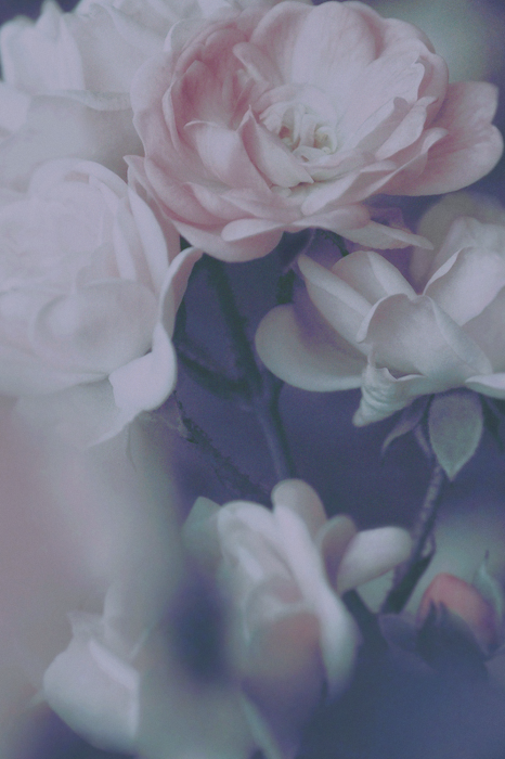 Tableau  Morning Roses (1 Part) Vertical