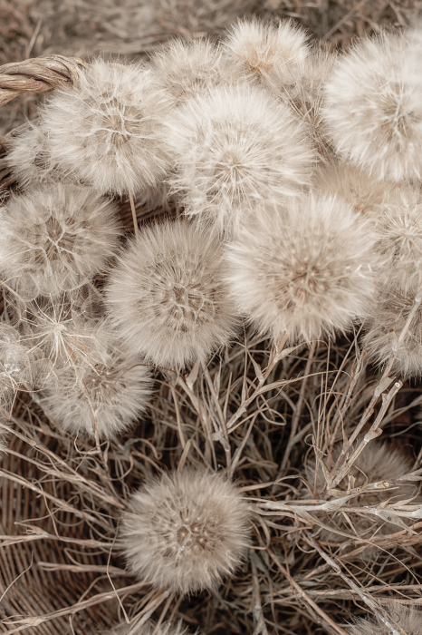 Tableau  Delicate Bunch (1 Part) Vertical