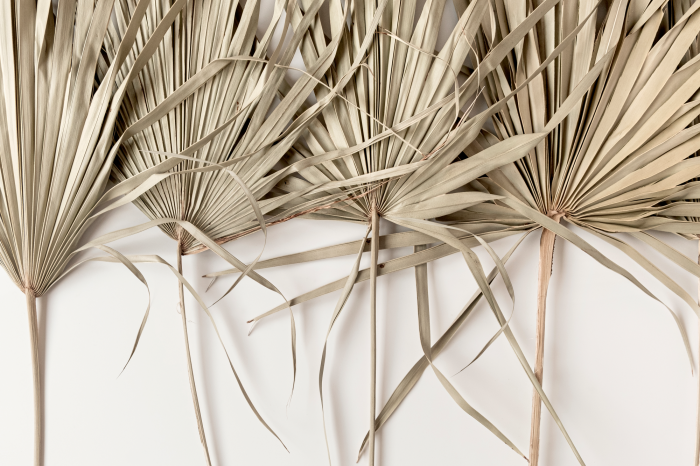 Tableau  Feuilles de palmier sèches beiges sur fond blanc
