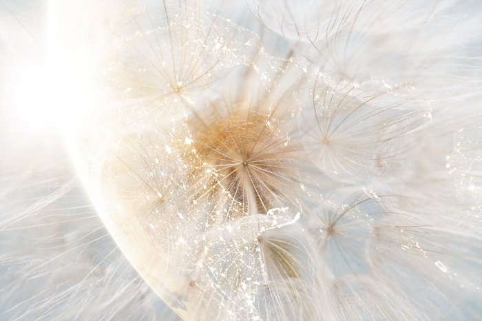 Tableau  Dandelion in the Sun (1 Part) Wide