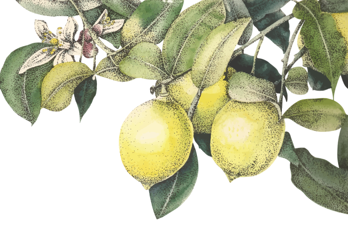 Tableau  Motif de citronnier avec feuilles vertes et fruits