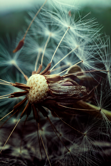 Tableau  Last Hope (1 Part) Vertical