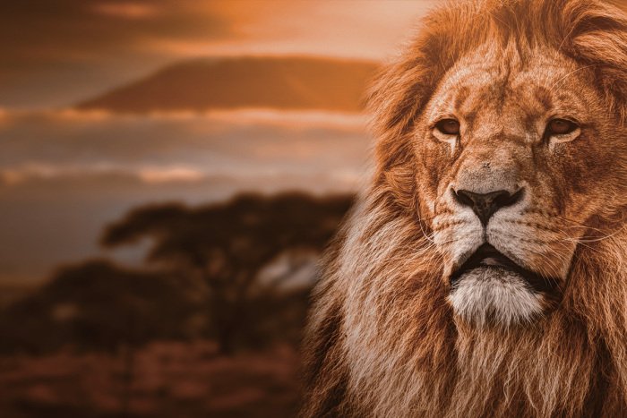 Tableau  Portrait majestueux d&#39;un lion adulte sur fond de savane