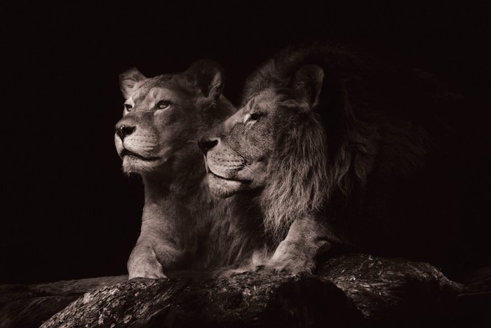 Tableau  Lions adultes se reposant sur un rocher