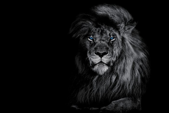 Tableau  Portrait monochrome d&#39;un lion majestueux