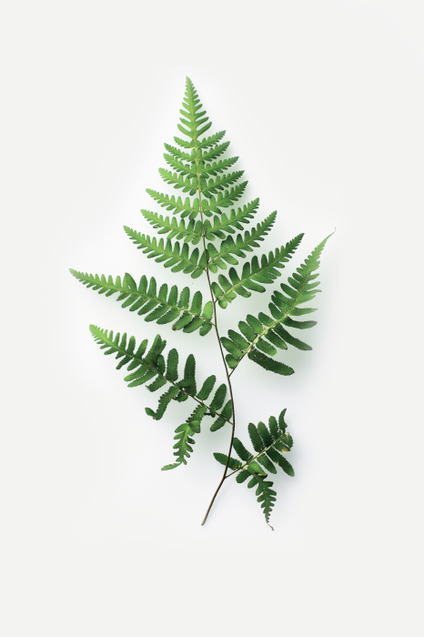 Poster  Illustration botanique minimaliste d'une fougère