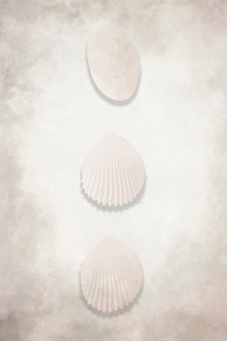 Poster  Composition minimaliste en coquillage