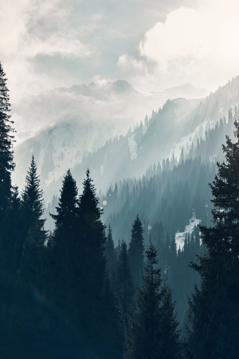 Poster  Arbres de montagne avec des nuages laiteux