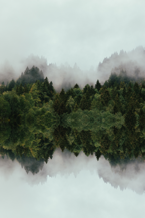Poster  La symétrie de la nature dans les arbres et les nuages