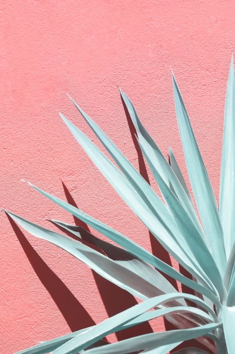 Poster  Feuilles vert clair sur fond rose