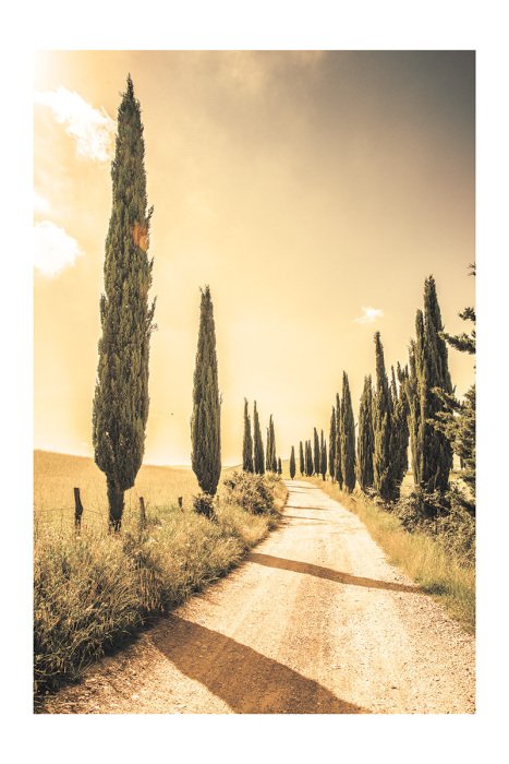 Poster  Chemin toscan avec des cyprès et des collines en arrière-plan