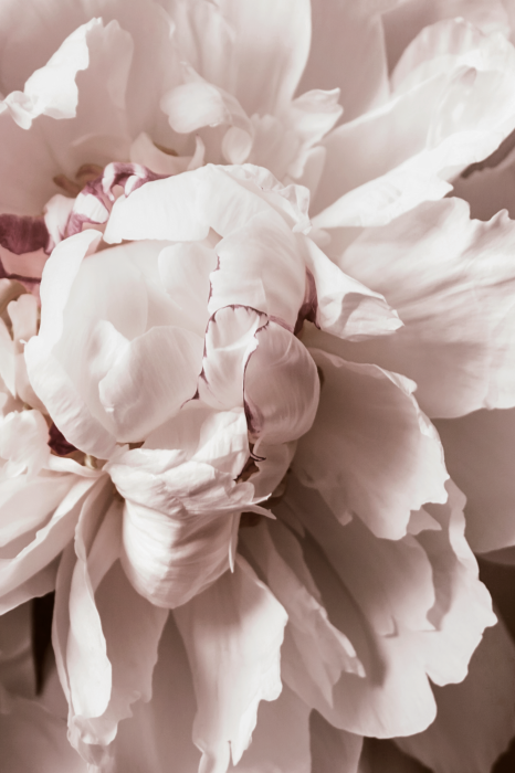 Poster  Détail romantique des pétales de fleurs