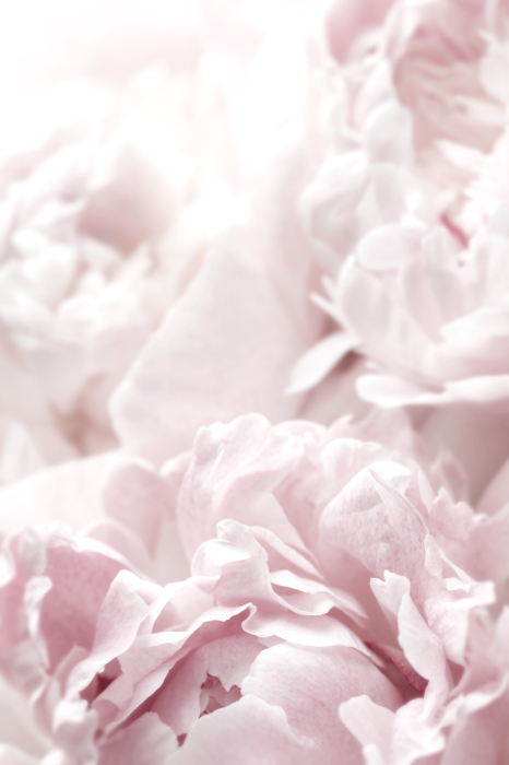 Poster  Fleurs aux teintes pastel de rose