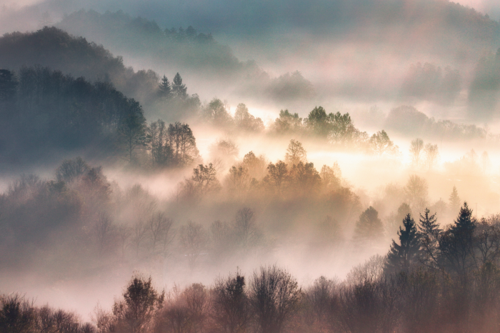 Poster  Arbres d'un paysage montagneux dans le brouillard