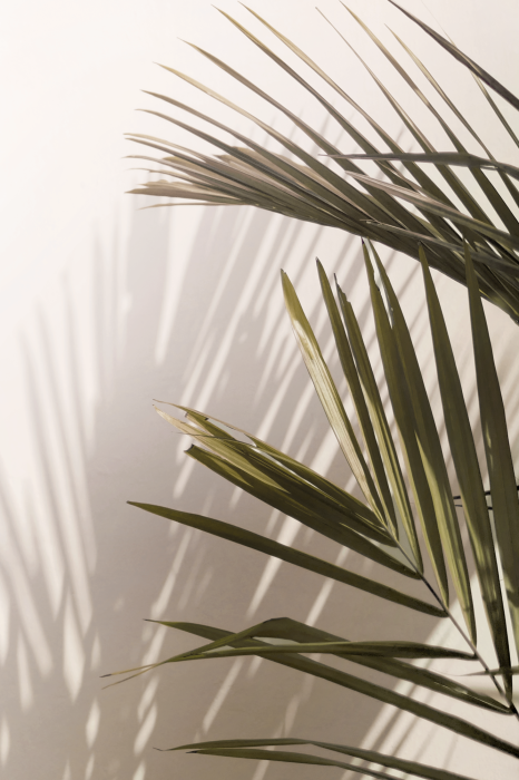 Poster  Un cadre minimaliste de feuilles de palmier