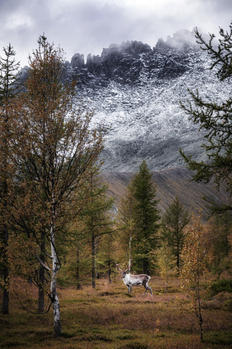 Poster  Un sentier forestier au milieu des montagnes et de la neige