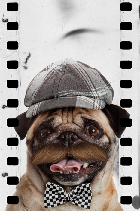 Poster  Un portrait stylisé d'un carlin avec des accessoires rétro.