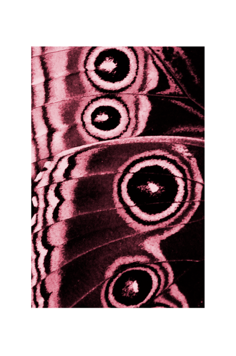 Poster  Détails d'ailes de papillon en rose