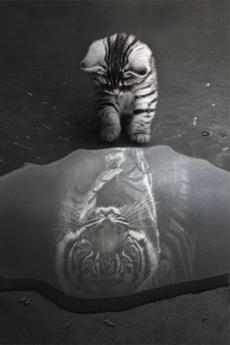 Poster  Un petit chat avec le reflet d'un tigre dans l'eau