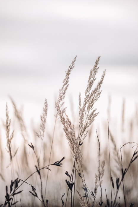 Poster  Herbes sèches dans un paysage pastel