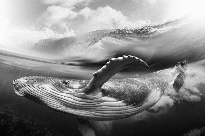 Poster  Photo sous-marine d'une baleine en noir et blanc