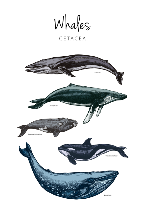 Poster  Illustration pédagogique de baleines avec légendes