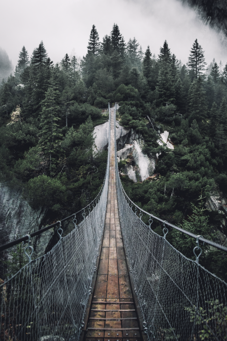 Poster  Traversée de la forêt sur un pont en bois