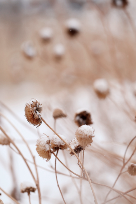 Poster  Délicates fleurs sauvages dans un paysage hivernal