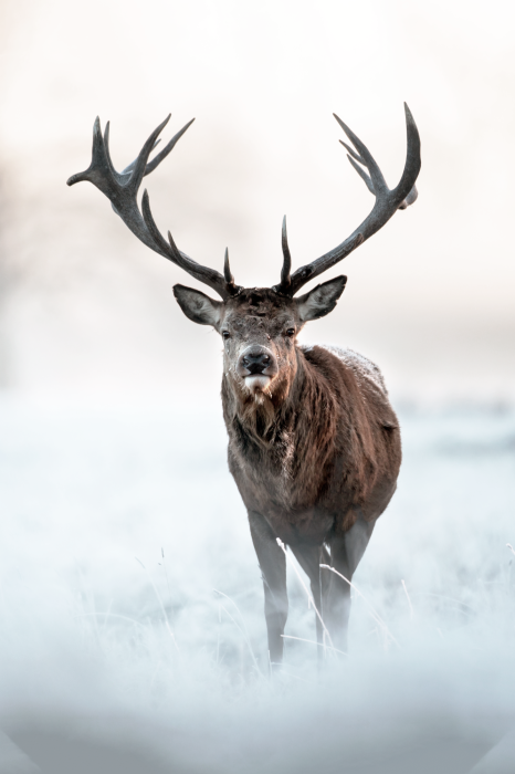 Poster  Cerfs sauvages aux bois déployés dans le brouillard