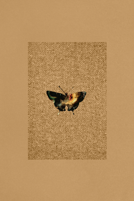 Poster  Papillon sombre sur fond texturé