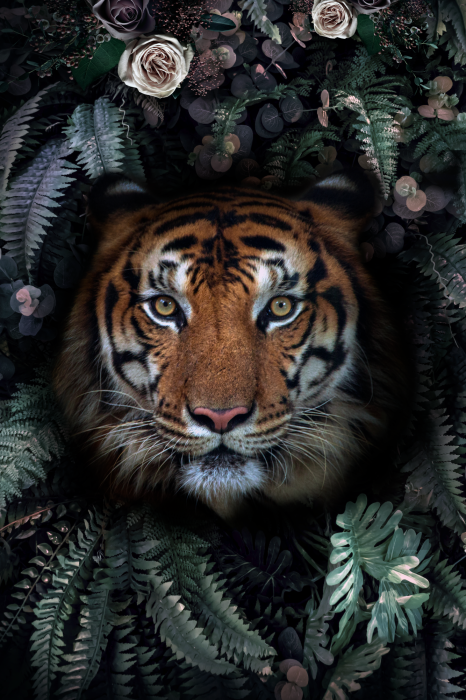 Poster  Tête de tigre dans les feuilles