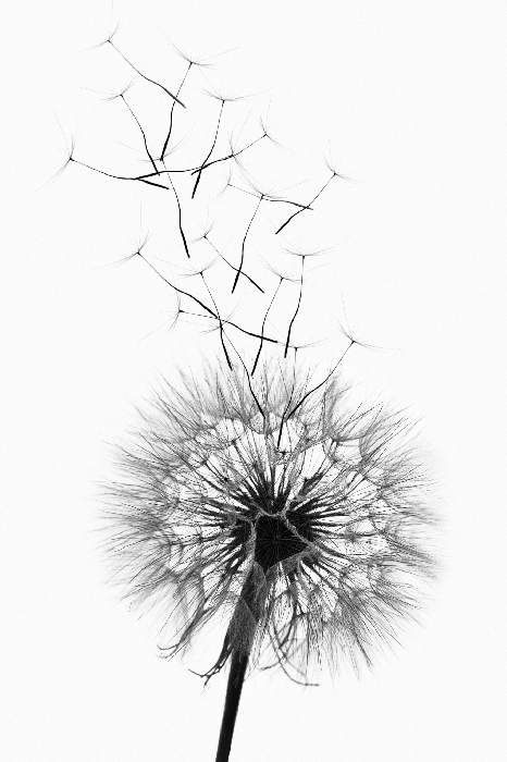 Poster  Une délicate illustration en noir et blanc d'un pissenlit