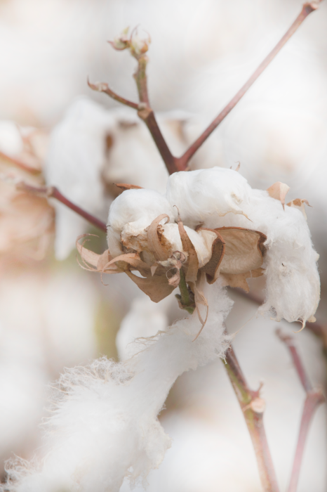 Poster  Fleurs de coton blanc duveteux et doux