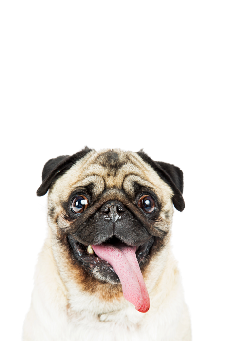 Poster  Portrait d'un carlin souriant tirant la langue