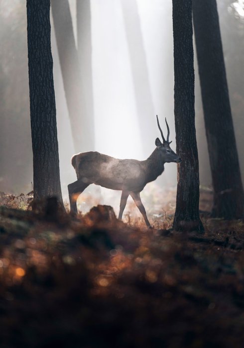 Poster  Cerf dans une forêt brumeuse au lever du soleil paysage
